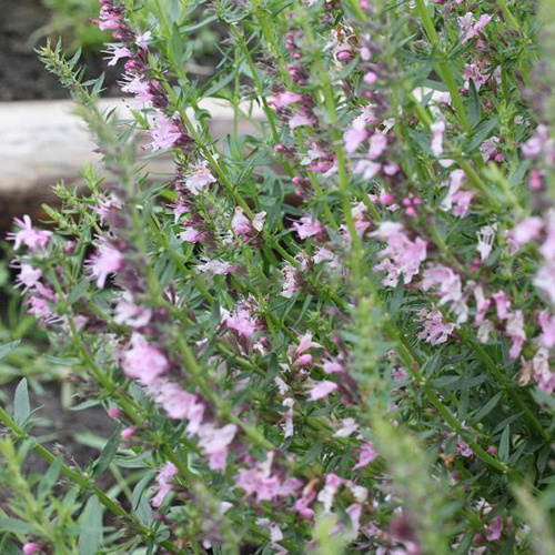 Иссоп лекарственный Hyssopus officinalis Roseus (тип горшка p9)