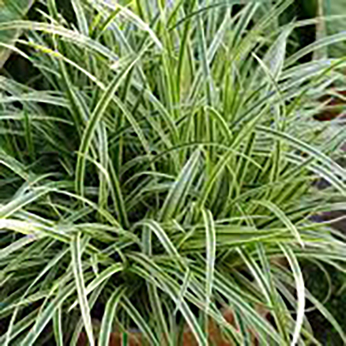 Осока Carex morrowii Variegata (тип горшка c1)
