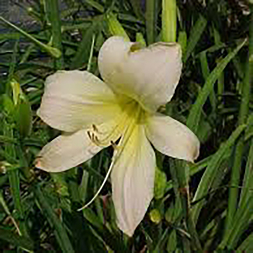 Лилейник Hemerocallis hybrida Astolat (тип горшка c2)
