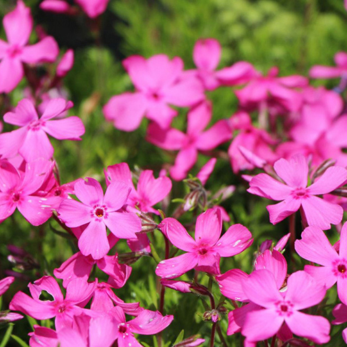 Флокс Phlox subulata McDaniel's Cushion (тип горшка c2)