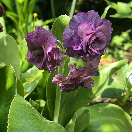 Примула Primula auricula Xaver (тип горшка p9)