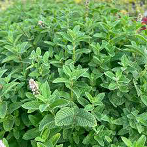 Мята Mentha Convallaria (тип горшка p9)