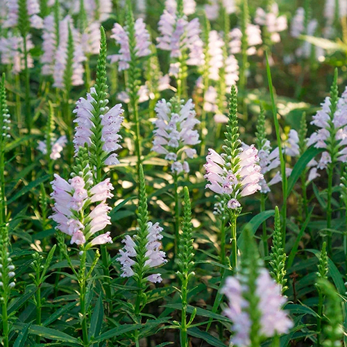 Физостегия Physostegia virginiana Alba (тип горшка c1,5)