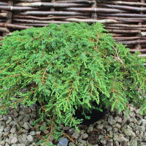 Можжевельник обыкновенный Juniperus comm. Green Carpet (тип горшка c3)