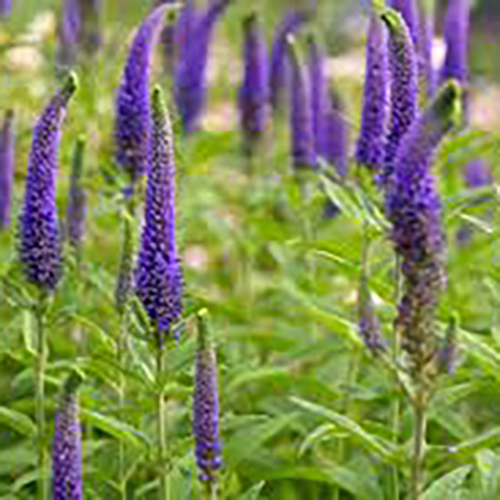 Вероника Veronica spicata Blue Bouket (тип горшка p9)