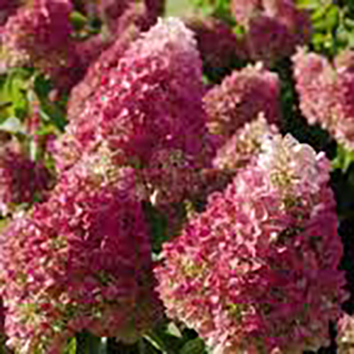 Гортензия метельчатая Hydrangea pan. Living Pinky Promise (тип горшка p9)