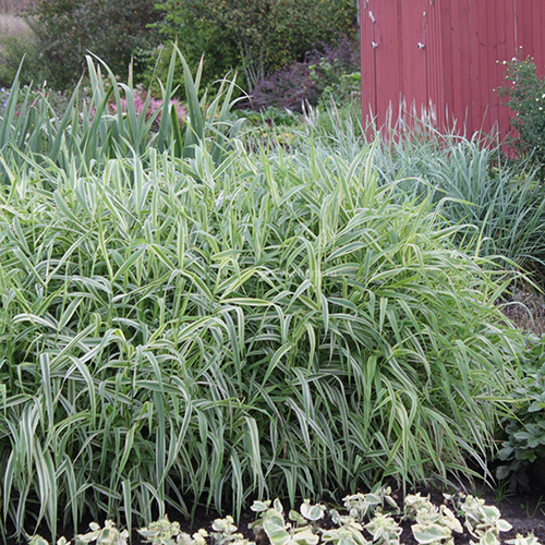 Двукисточник тростниковый Phalaris arundinacea variegata (тип горшка c1)
