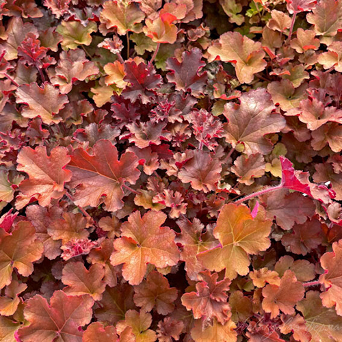 Гейхера Heuchera Gojiberry (тип горшка p9)