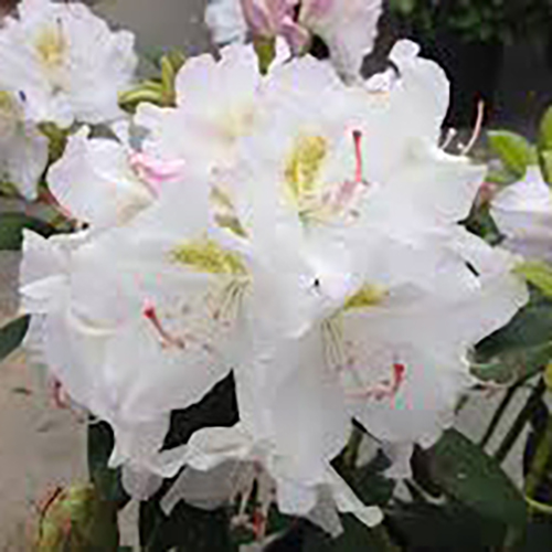 Рододендрон Rhododendron hybridum Catawbiense Album (тип горшка p9)