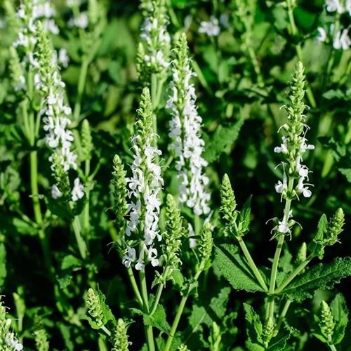 Шалфей Salvia superba Merleau White (тип горшка p9)