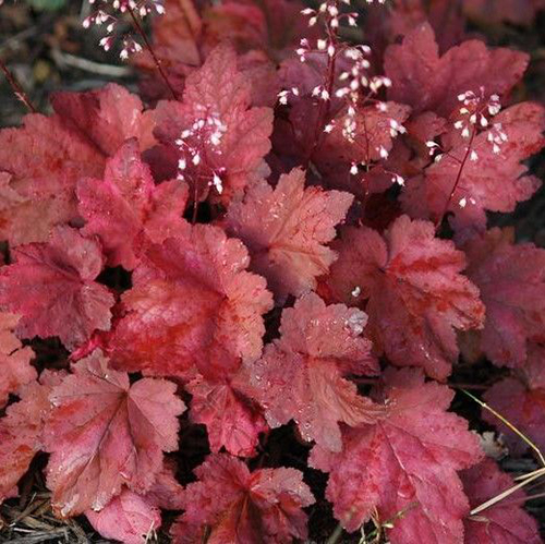 Гейхера Heuchera Autumn Leaves (тип горшка p9)