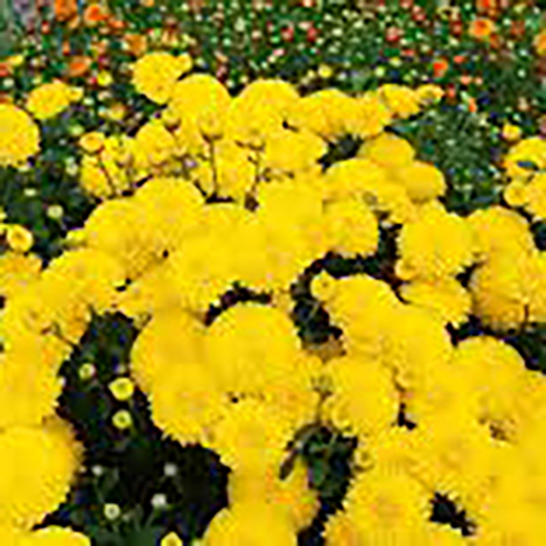 Хризантема Chrysanthemum Alisa (тип горшка p9)