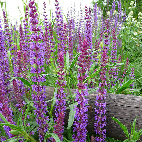 Шалфей Salvia nemorosa Salvatore Blue (тип горшка p9)