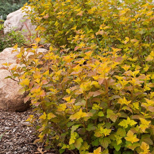 Пузыреплодник калинолистный Physocarpus opul. Amber Jubilee (тип горшка p9)