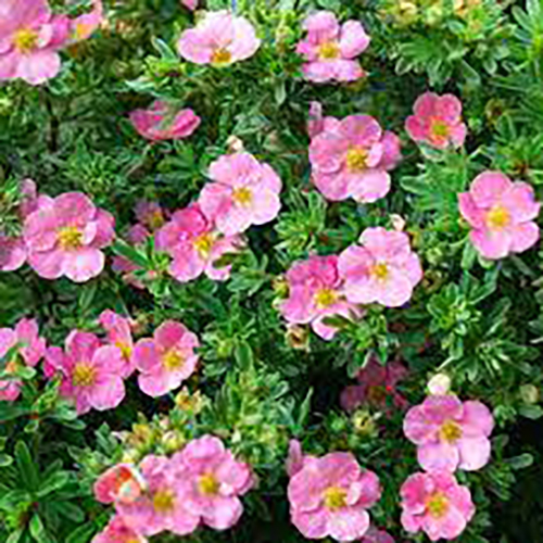Лапчатка Potentilla f. Lovely Pink (тип горшка c3)