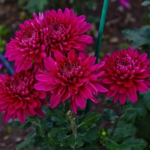 Хризантема Chrysanthemum Jaguar Purple (тип горшка p9)