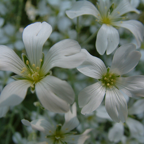 Ясколка Cerastium biebersteinii (тип горшка p9)
