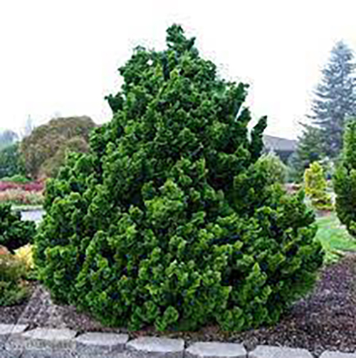 Кипарисовик тупой Chamaecyparis obt. Nana Gracilis (тип горшка c3)