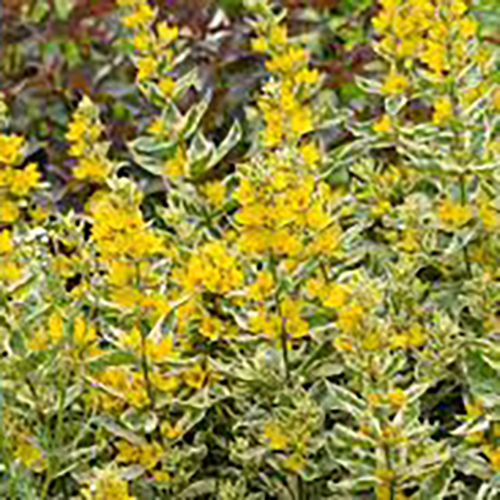 Вербейник Lysimachia punctata Alexander (тип горшка p9)