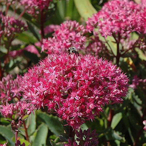 Очиток Sedum spectabile Carl (тип горшка c1)