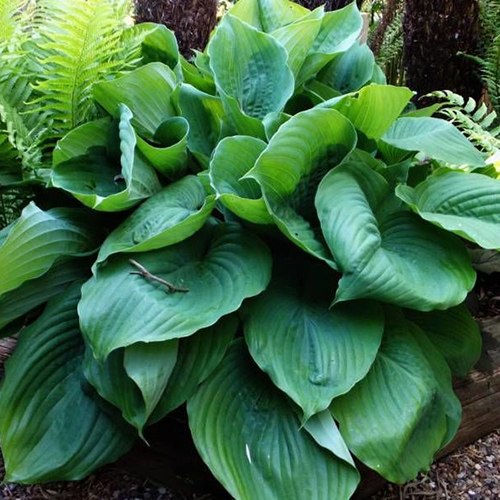 Хоста Hosta Jurassic Park (тип горшка c3)