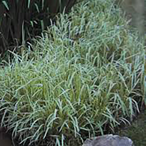 Манник большой Glyceria maxima Variegata (тип горшка c1)