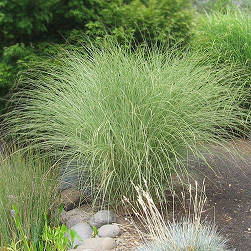 Мискантус Miscanthus sinensis (тип горшка p9)