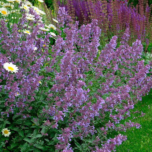 Котовник Nepeta faassenii Walkers Low (тип горшка p9)