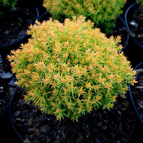 Туя западная Thuja occidentalis Anniek (тип горшка c2)