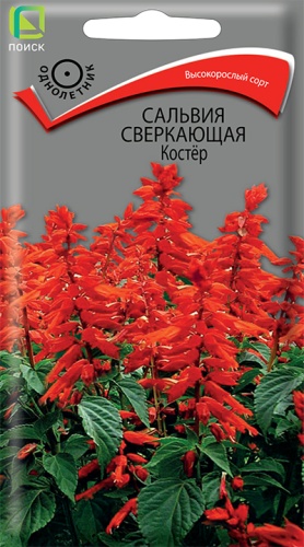 Цветы Сальвия Костер 0,1 г ц/п Поиск (высота 60 см) (однол.)
