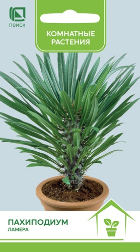 Цветы Пахиподиум Ламера 3 шт ц/п Поиск (комн.)