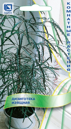 Цветы Дизиготека изящная 5 шт ц/п Поиск (комн.)