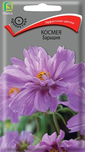 Цветы Космея Барышня 0,1 г ц/п Поиск (однол.)