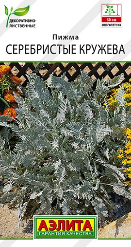 Цветы Пижма Серебристые кружева 5 шт ц/п Аэлита (однол.)