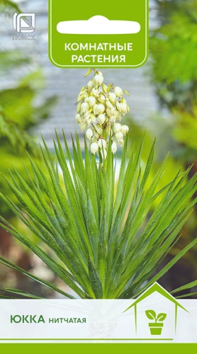 Цветы Юкка нитчатая 3 шт ц/п Поиск (комн.)