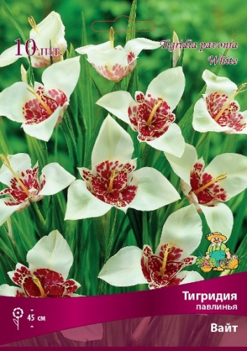 Тигридия павлинья Вайт