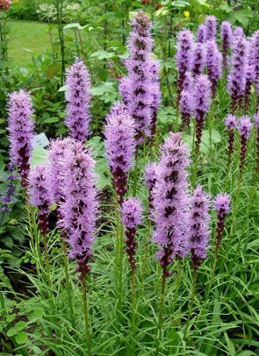 Флористан Вайлет