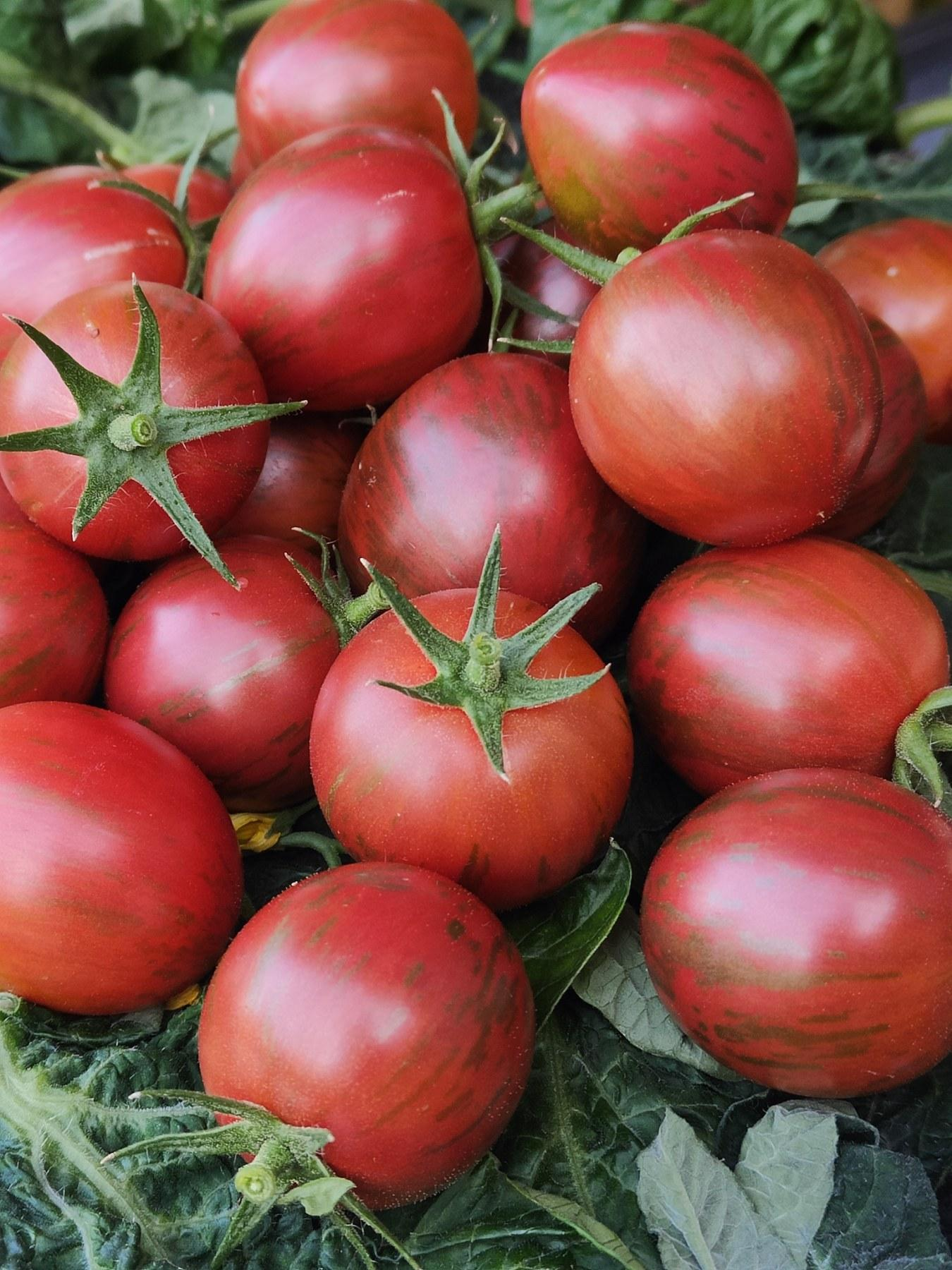 Шмель пурпурный