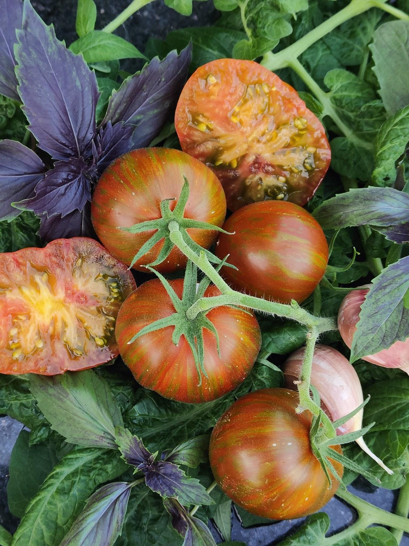 Дельта Дивер красный Delta Diver red/ США