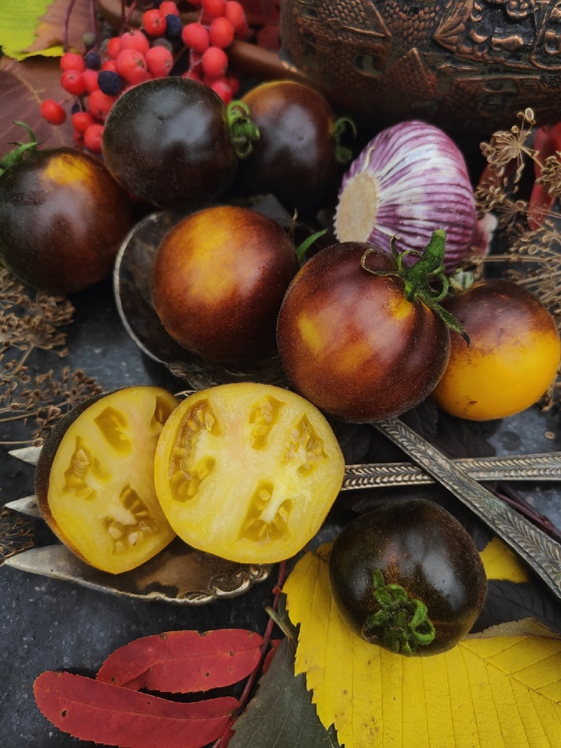 Эльма голубая