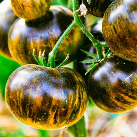 Зеленая богиня Ксанаду (Xanadu Green Goddess)