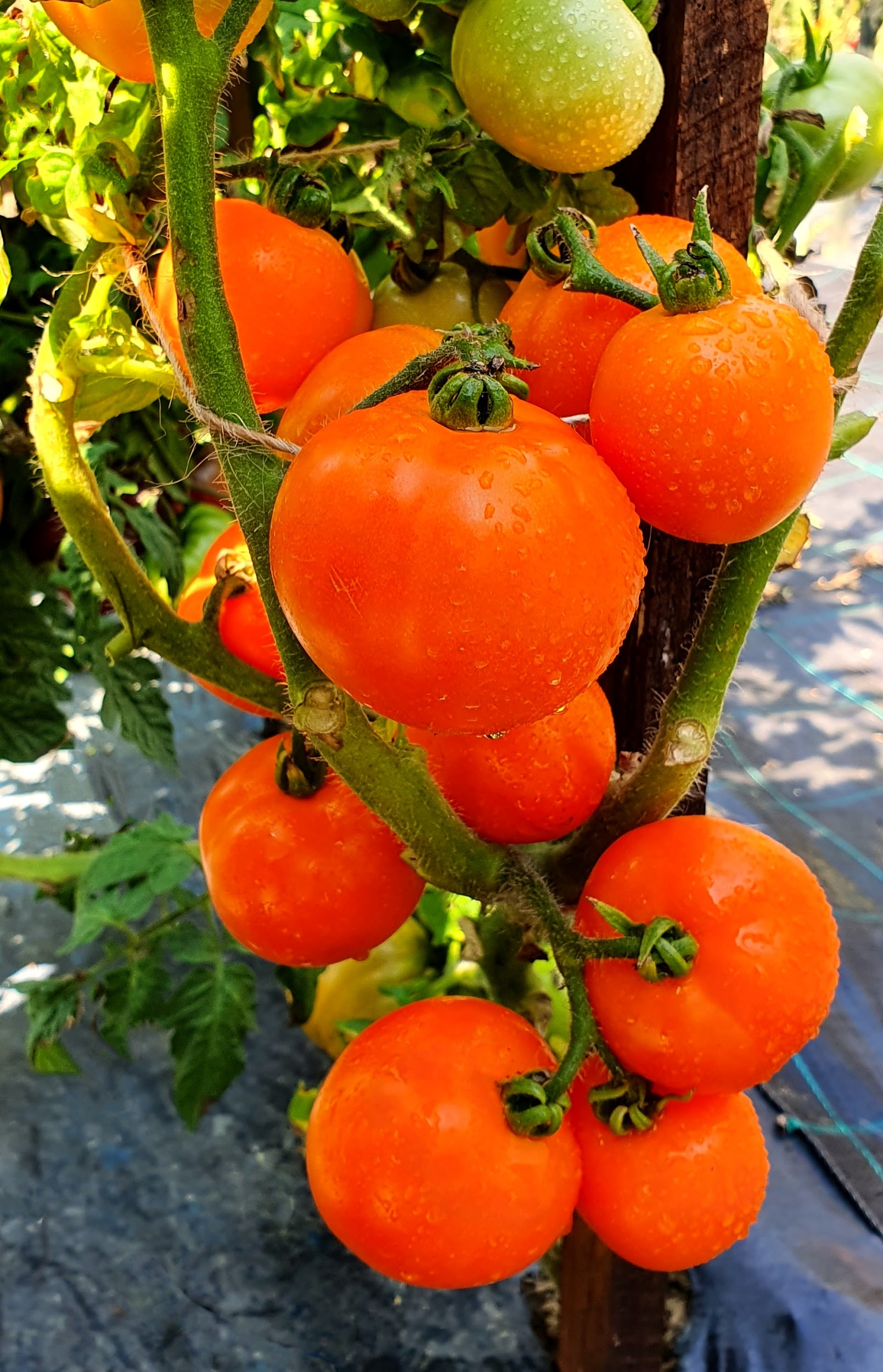 Гном Апельсиновое дерево (Dwarf Orange Tree)