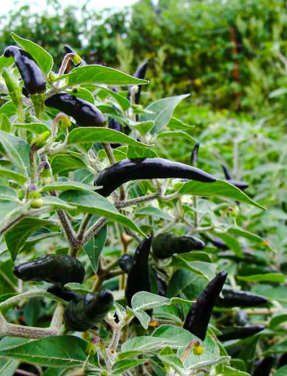 Острый перец Black Cobra Pepper (Черная кобра)
Другое название этого перца Goats Weed