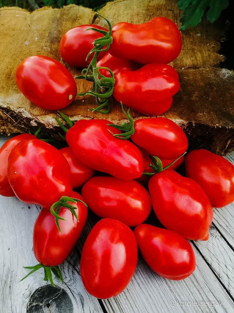 СКАТАЛОНЕ (SCATOLONE)