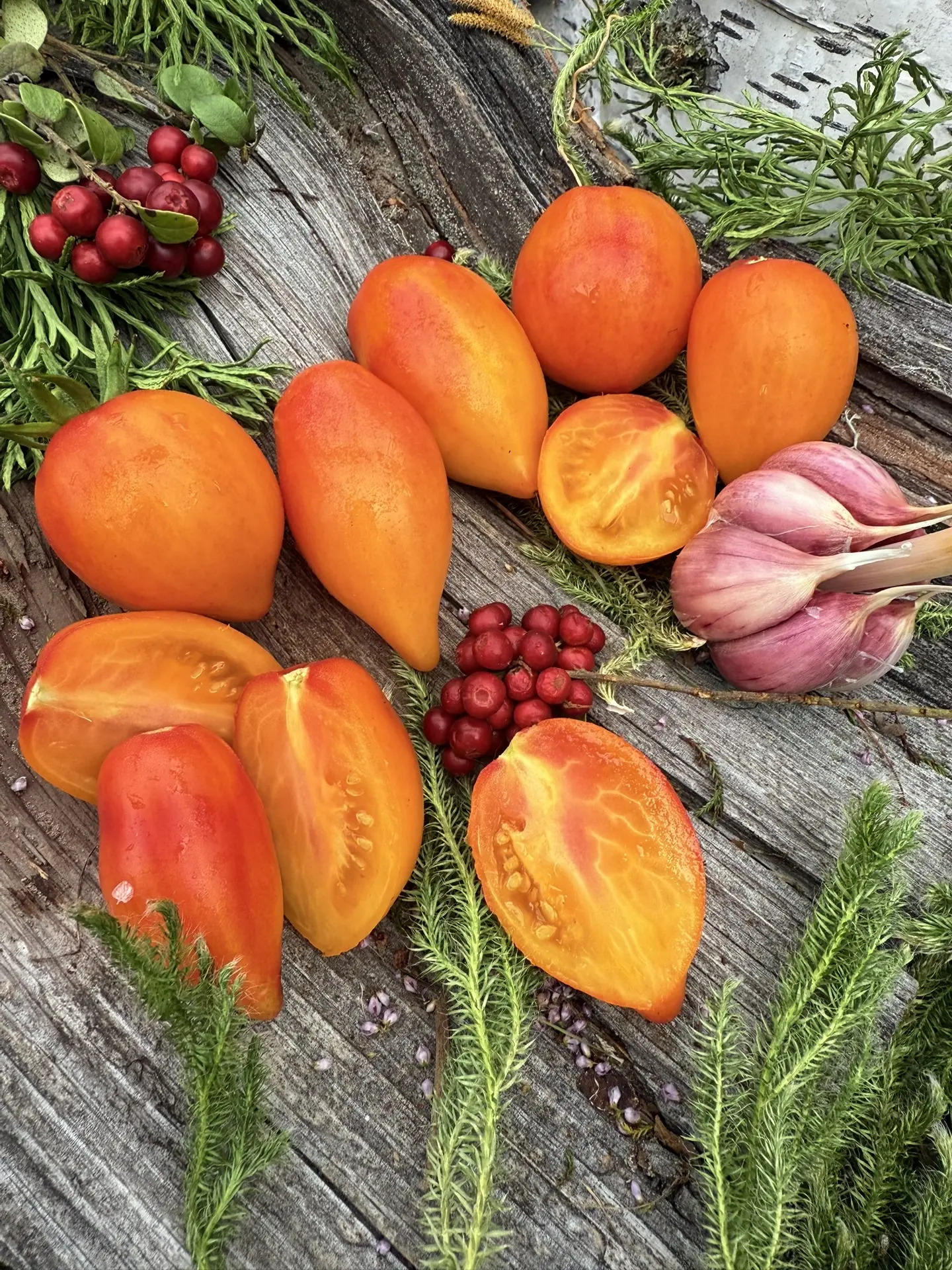 Гном Затонувший персик
Dwarf Sunkissed Peach