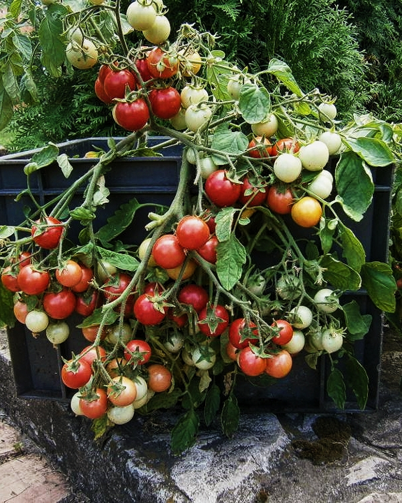 Корейский стелющийся