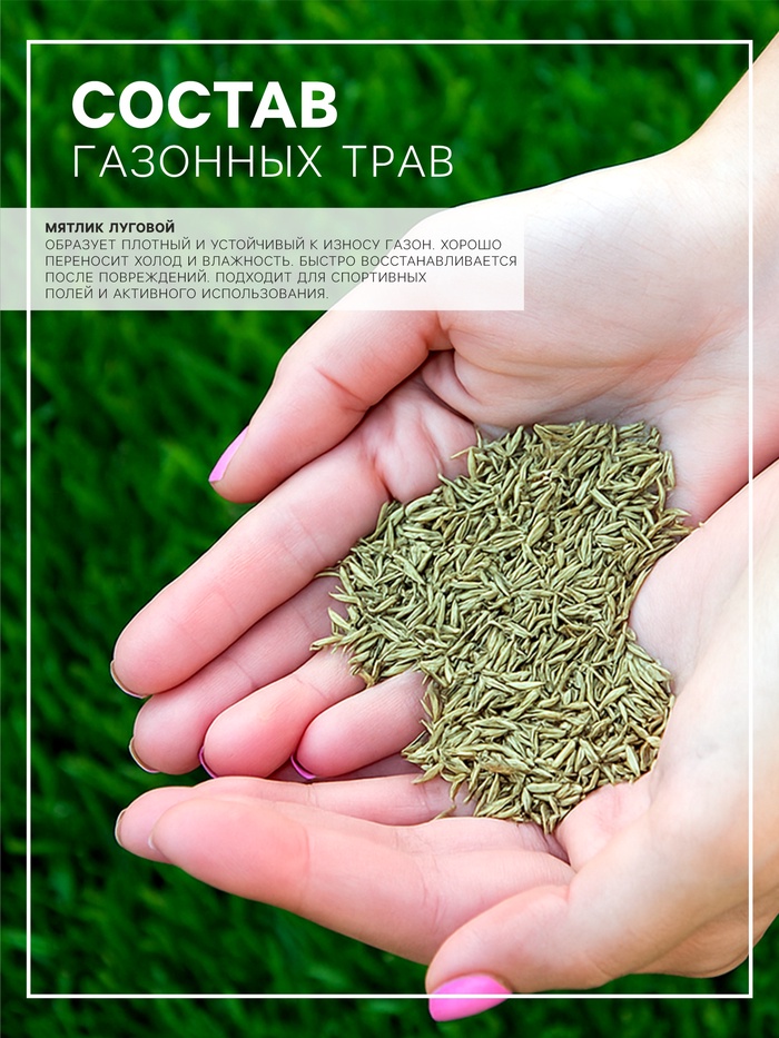 Семена Мятлик луговой