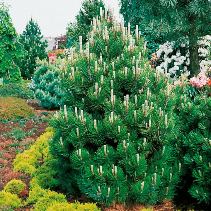 Pinus heldreichii