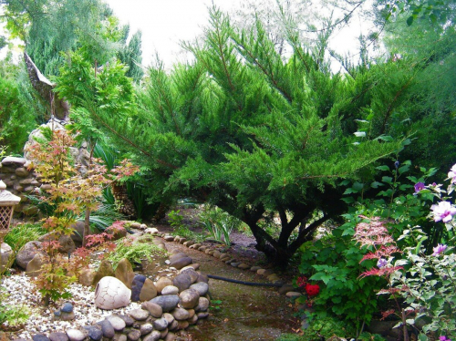 Juniperus pf. Mint Julep C3 (40-60)