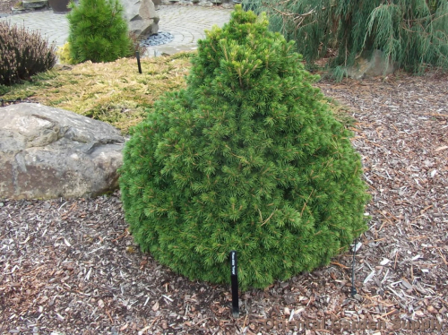 Ель обыкновенная (Picea abies Tompa C2 20-40 )